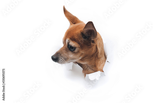 Obraz na płótnie The head of a funny goggle-eyed dog climbs out through a hole in white torn paper and looks to the side