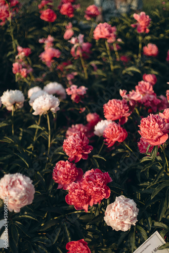 blooming white and pink peonies in the garden close-up. field of pink peonies. red, pink and white flowers illuminated by sunlight.