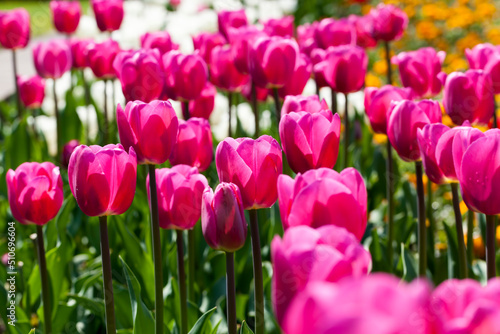 tulips growing in the city to decorate the city park