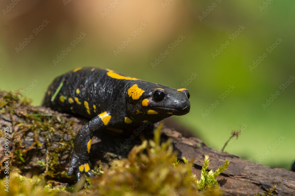 Salamander Salamander