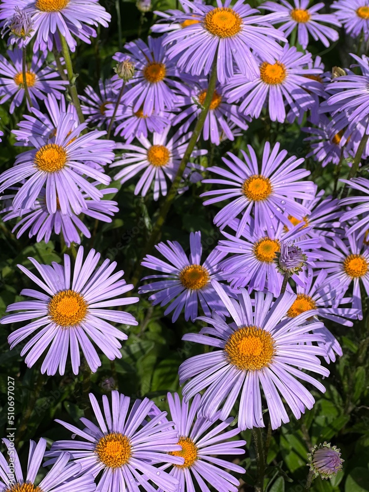 background of flowers background of flowers