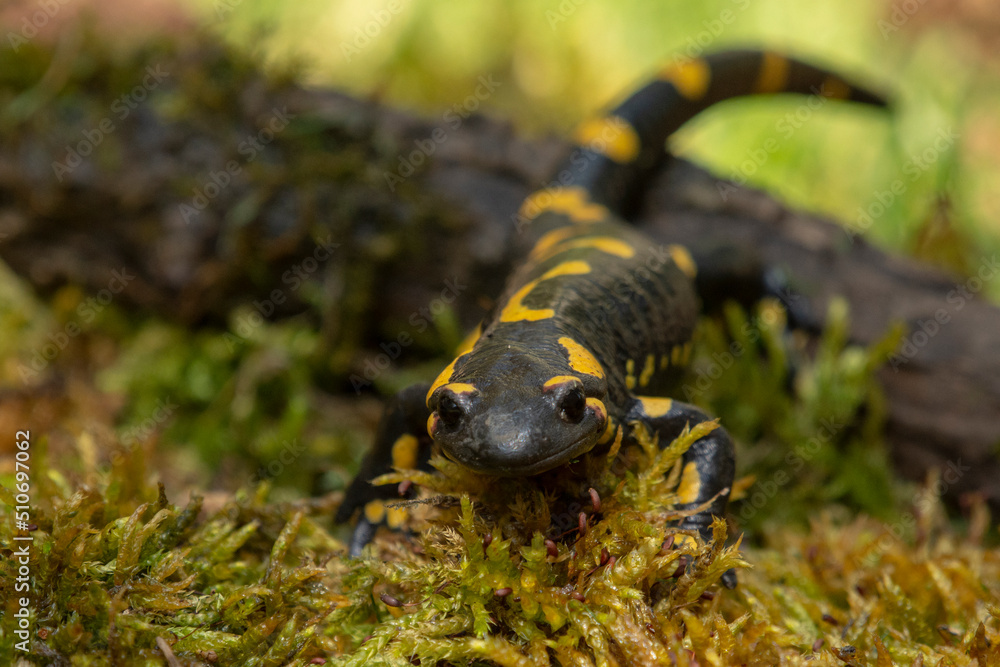 Salamander Salamander