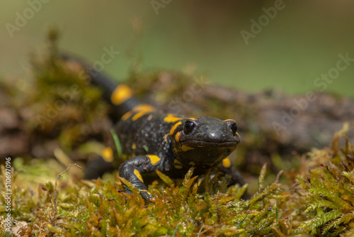 Salamander © predrag1