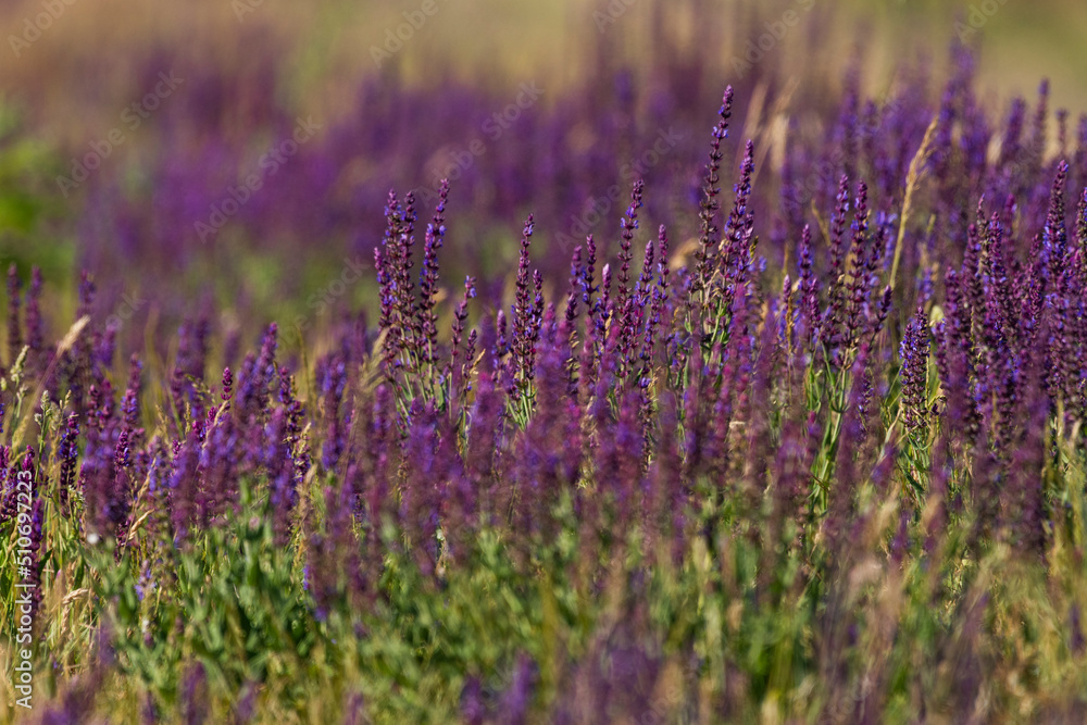 Naklejka premium A field of spring wildflowers
