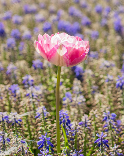 Single pink flower in the field