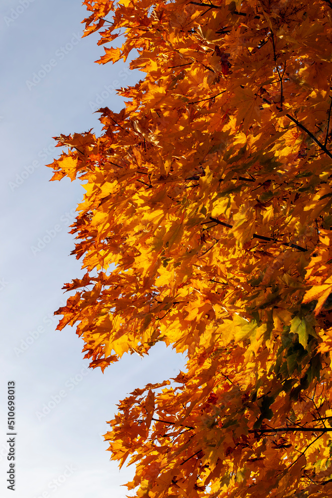 yellowed maple foliage on trees in the autumn season yellowed maple foliage on trees in the autumn season