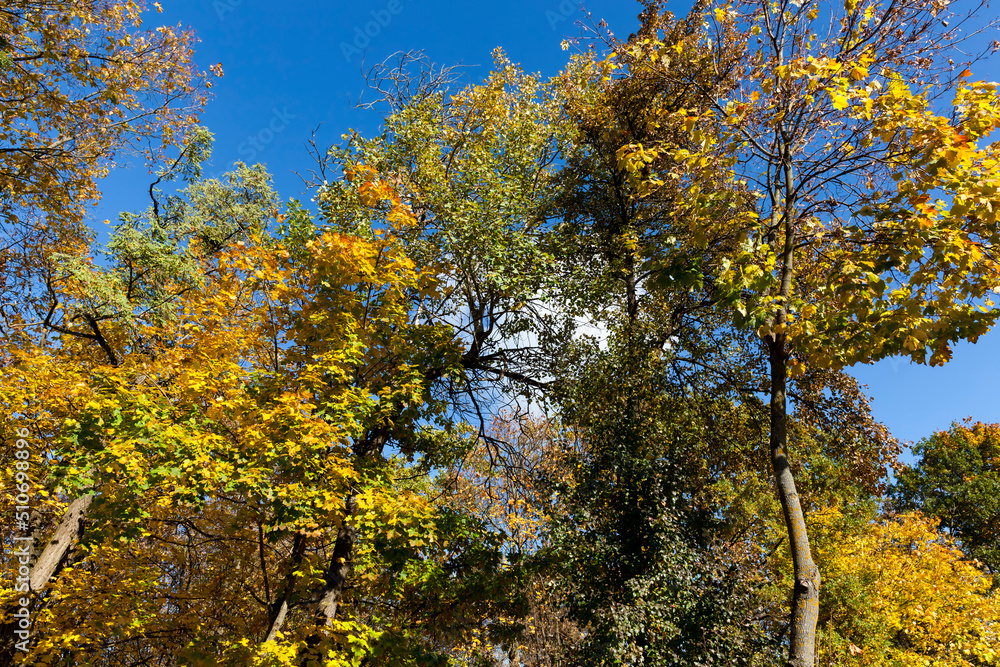 yellowed maple foliage on trees in the autumn season yellowed maple foliage on trees in the autumn season