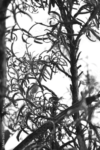 branches silhouette © Demirkan