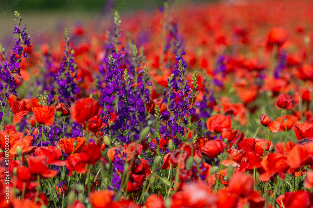 Beautiful red poppy fields