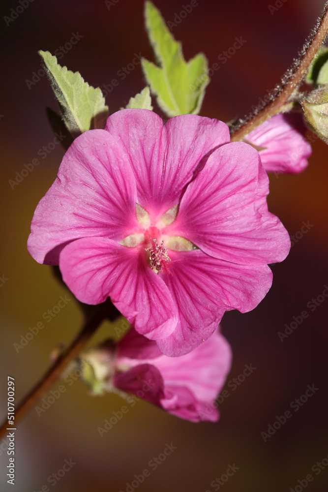 Purple wild flower blossom close up malva arborea family malvaceae modern botanical background high quality big size print Purple wild flower blossom close up malva arborea family malvaceae modern botanical background high quality big size print