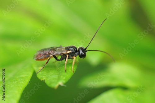 Closeup on a parasitic wasp , Tryphoninae sitting on a green leaf © Henk
