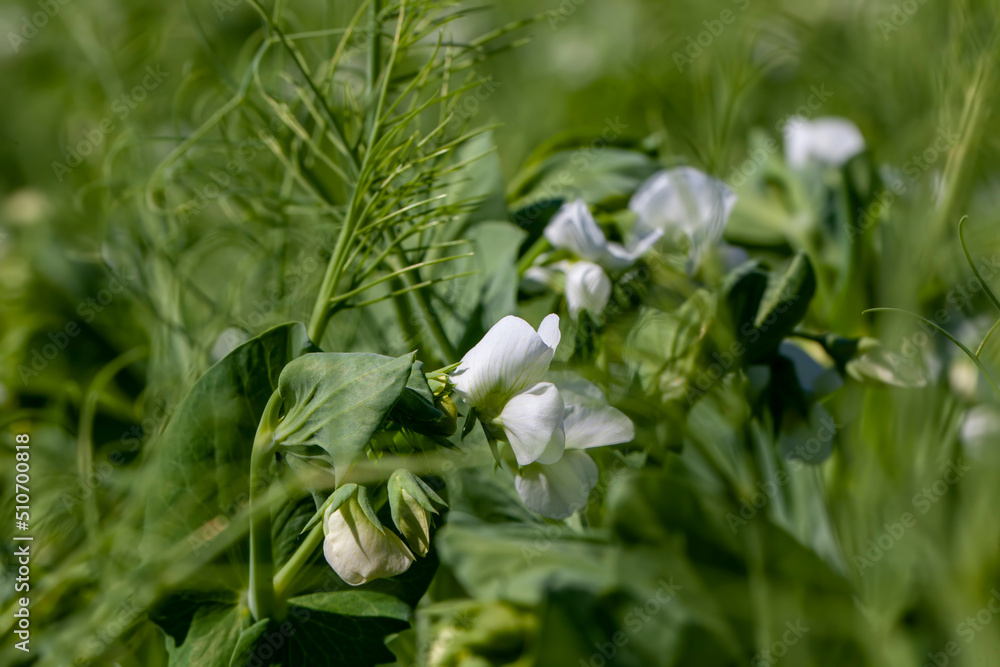 Obraz premium blooming peas on an agricultural field in the summer