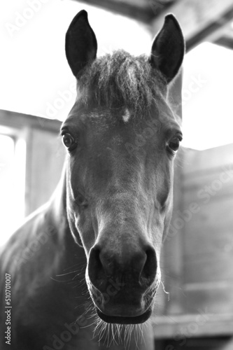 Horse, black and white. Polish Arabian. 