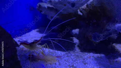 Cannibalism at sea. A shrimp eats a shrimp. The shrimp eats the shrimp. An act of cannibalism in the animal world. photo