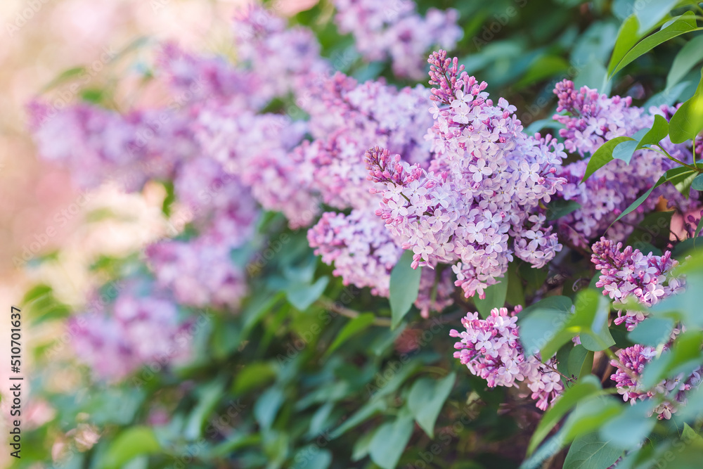 Close up of purple lilac, in the summer garden in daylight . Close up of purple lilac, in the summer garden in daylight .