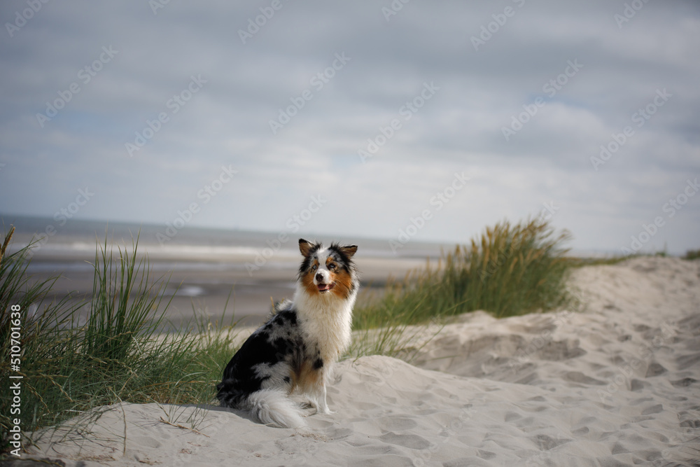 dog on the beach in the sand against the backdrop of the sea. Marbled Australian Shepherd. Pet in nature