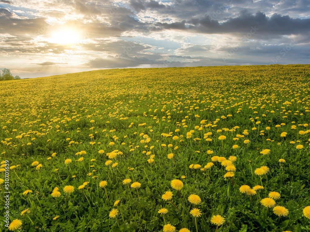 Aerial view of the yellow flowers field under blue cloudy sky. Green field with yellow dandelions. Panoramic view to grass and flowers on the hill on sunny spring day Aerial view of the yellow flowers field under blue cloudy sky. Green field with yellow dandelions. Panoramic view to grass and flowers on the hill on sunny spring day