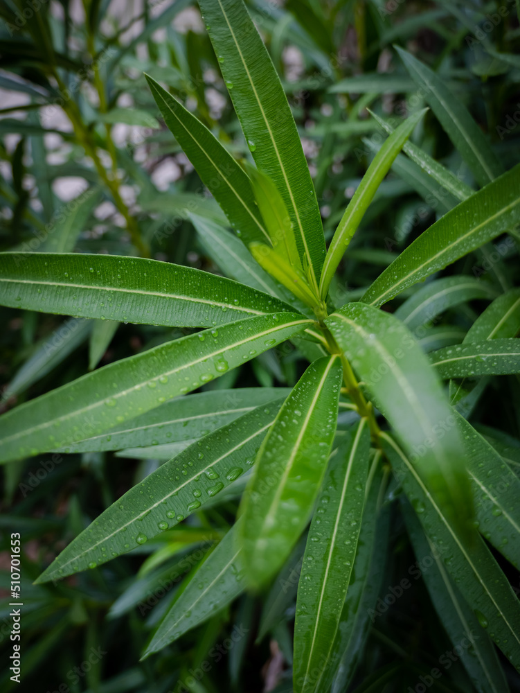 Obraz premium Nature Plant