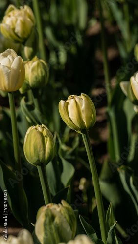 a bright tulip. spring flower. floral background for the screensaver