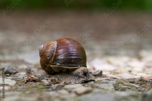 Snail on the ground