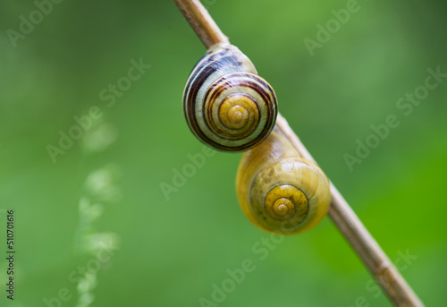 snails on a branch 