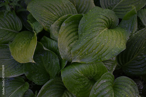hosta flower large beautiful green leaves