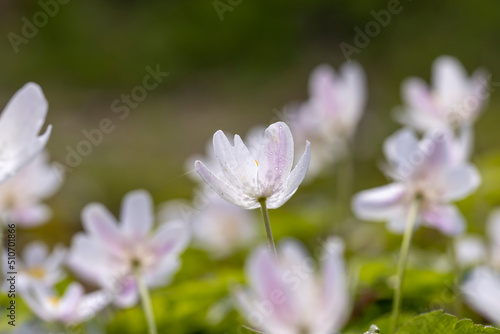 spring white flowers sprouting in the forest