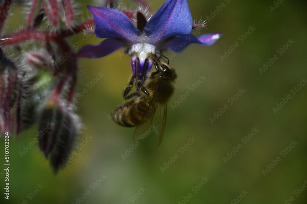 Ape su fiore Ape su fiore