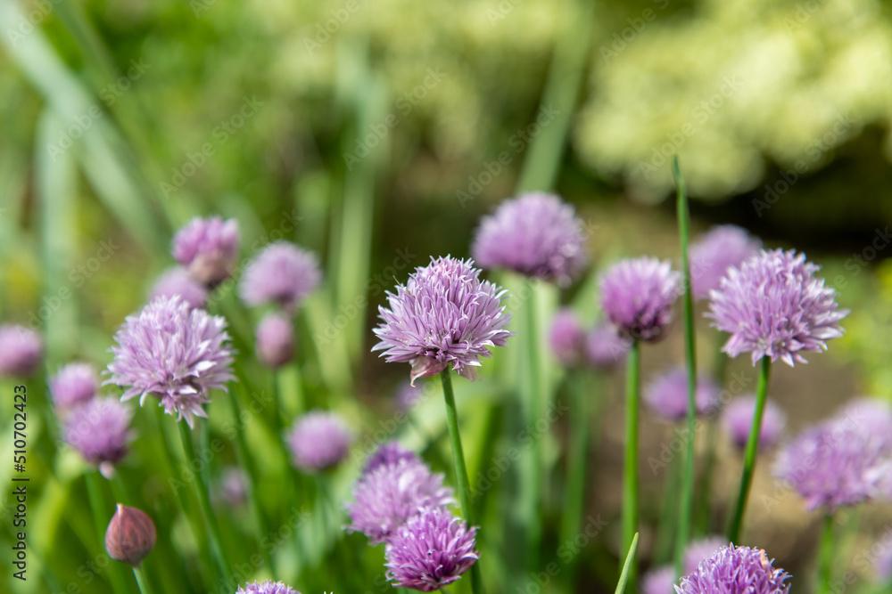 Close up of chives (allium schoenoprasum) flowers in bloom Close up of chives (allium schoenoprasum) flowers in bloom