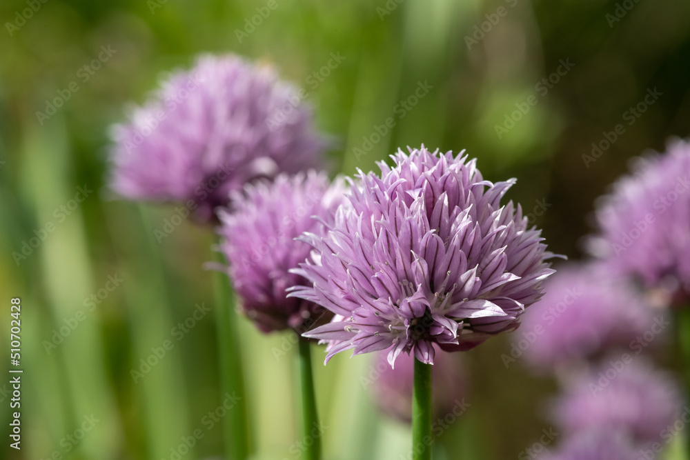 Close up of chives (allium schoenoprasum) flowers in bloom Close up of chives (allium schoenoprasum) flowers in bloom