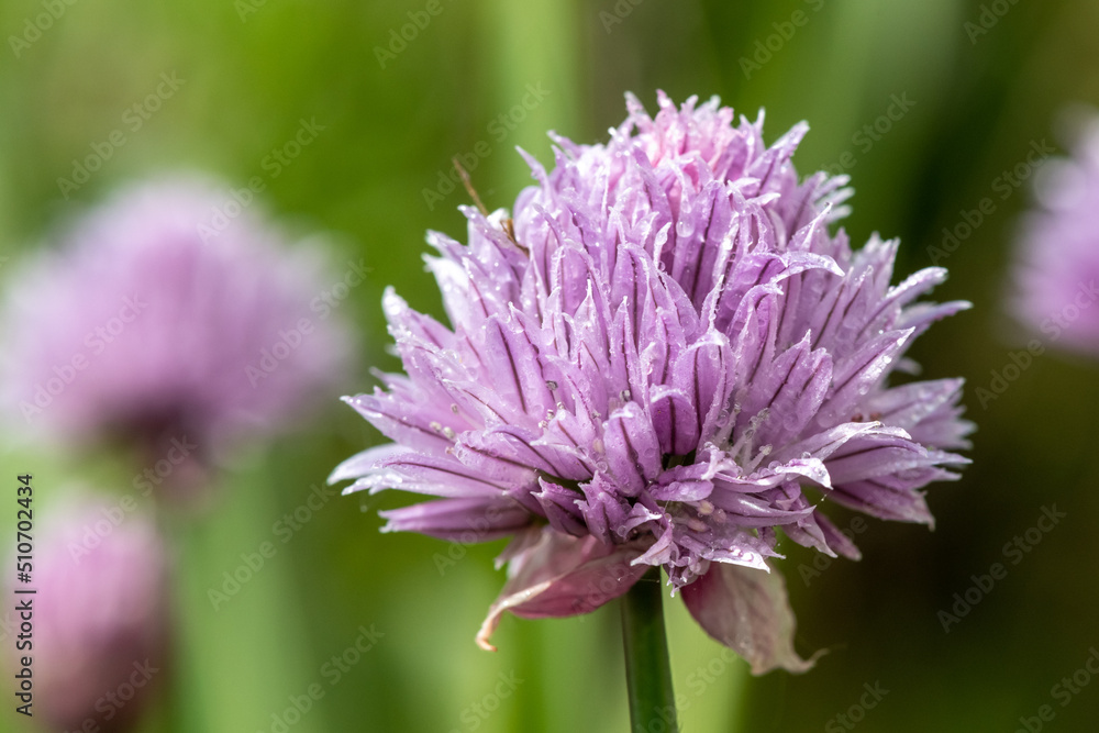 Close up of chives (allium schoenoprasum) flowers in bloom Close up of chives (allium schoenoprasum) flowers in bloom