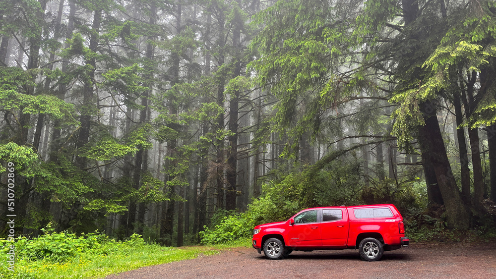 Red and Green in the Oregon coastal rain forest with fog