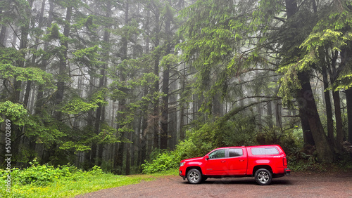 Red and Green in the Oregon coastal rain forest with fog