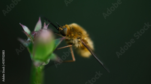 bee on a flower © Costache Sabin