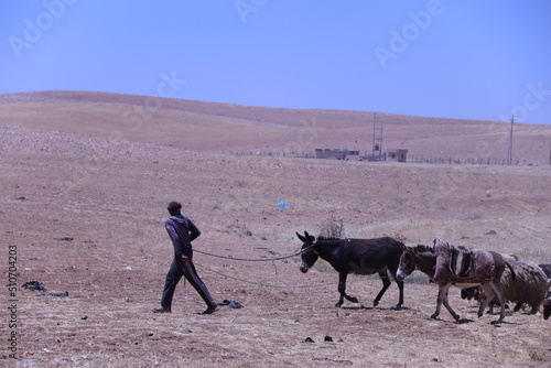 Jordan farmer sheep 1