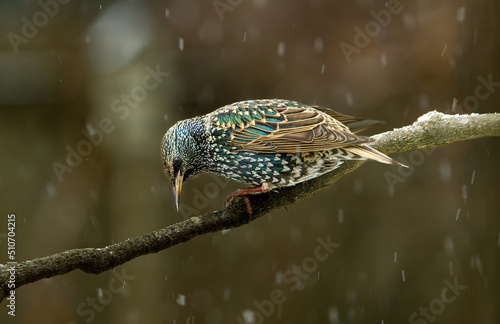 Photography A starling perched on a branch during a snow storm, Salem, Oregon