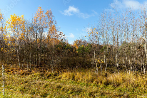 trees in the autumn season with changing foliage