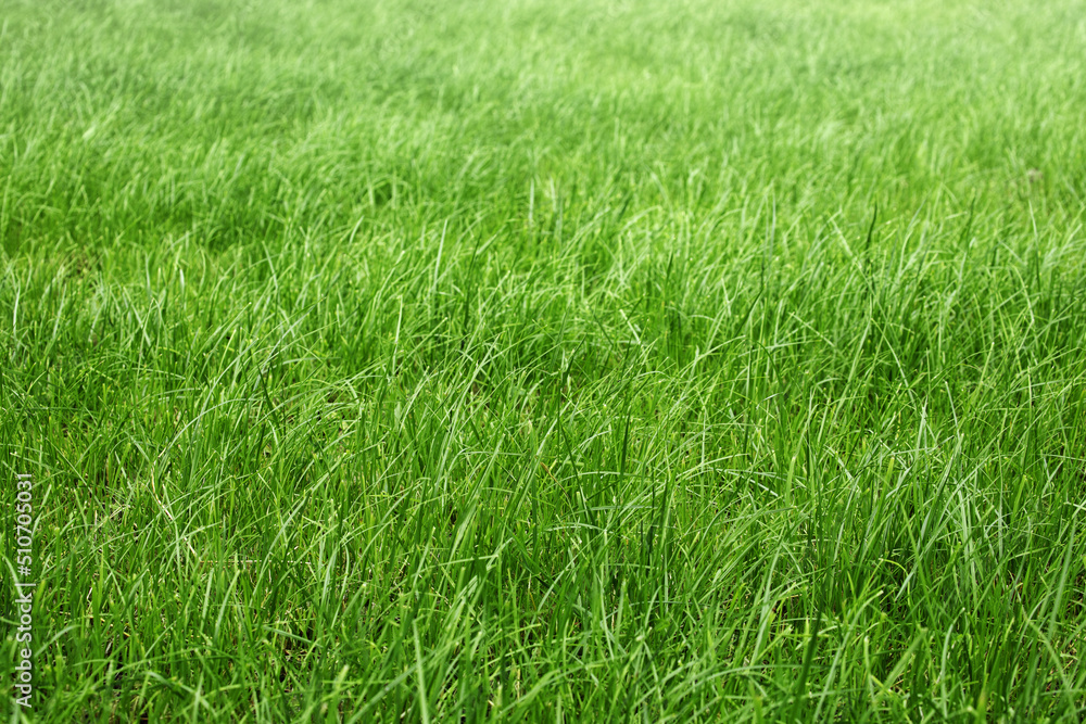 green grass in a meadow, pasture, unmown green lawn or lawn green grass in a meadow, pasture, unmown green lawn or lawn