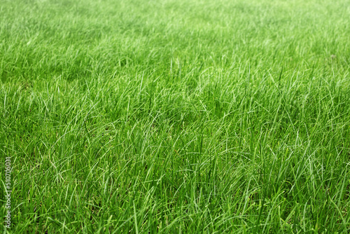  green grass in a meadow, pasture, unmown green lawn or lawn