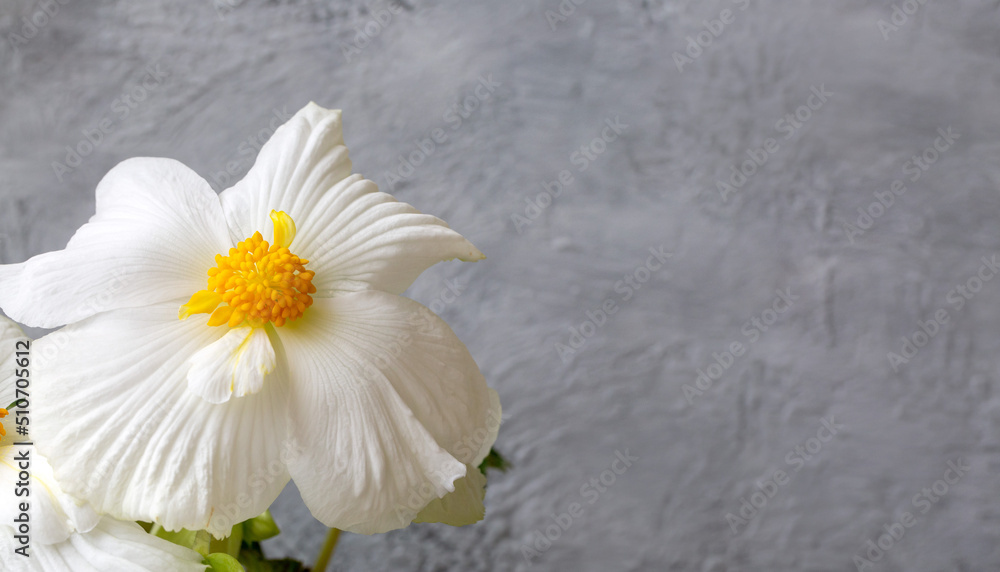 Obraz premium Gorgeous white flowers of tuberous begonia close-up with copy space. Floriculture, hobby, houseplants.