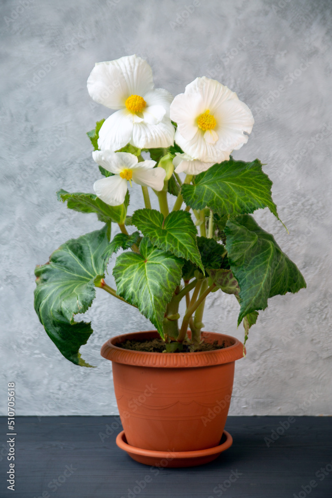 Gorgeous white tuberous begonia blooming in a pot. Floriculture, hobby, houseplants.