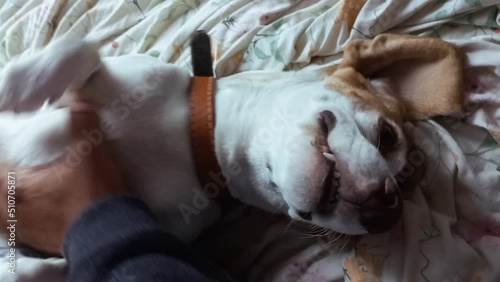 Beagle