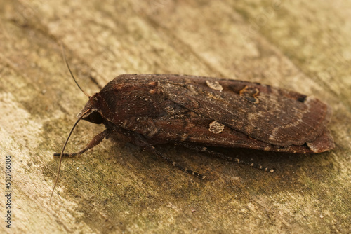 Closeup on dark form of the large yellow underwing, Noctua pronuba photo