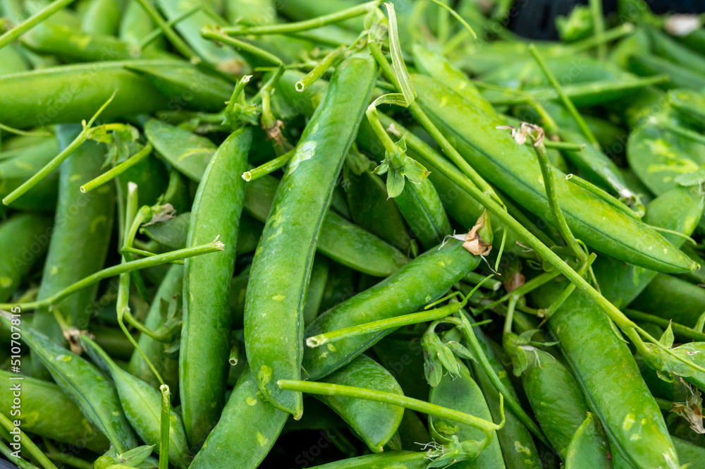 Ripe young green sweet garden peas legumes Ripe young green sweet garden peas legumes