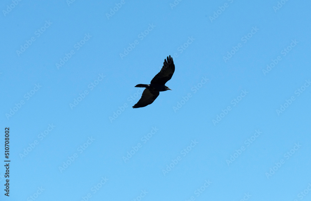 Australian raven (Corvus coronoides) Australian raven (Corvus coronoides)
