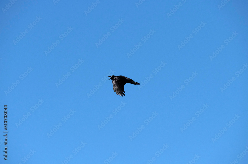 Australian raven (Corvus coronoides)