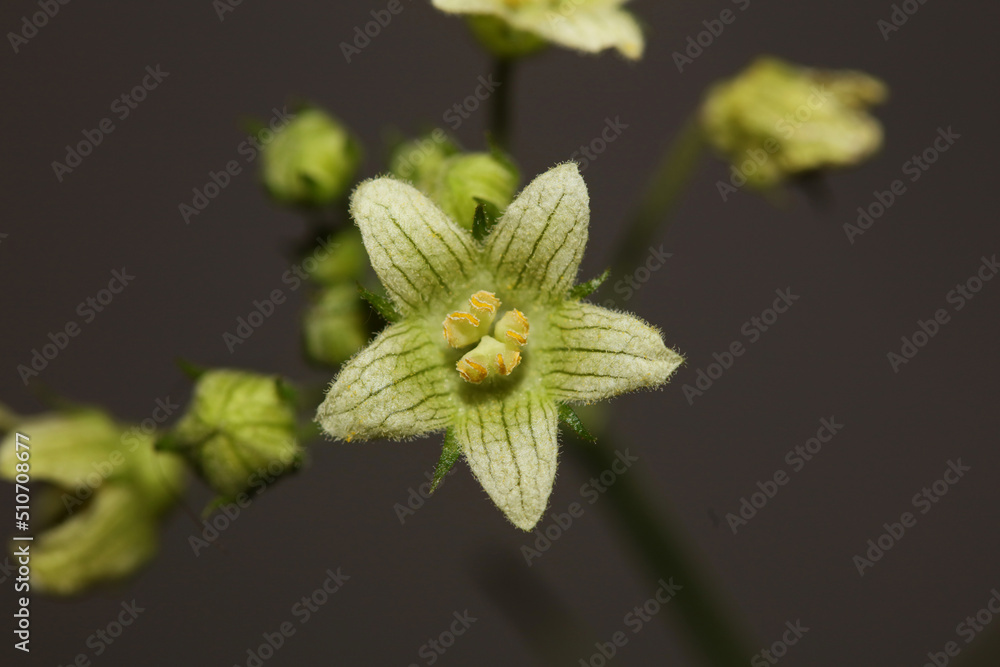 Yellow star flower blossoming close up botanical background Bryonia alba family cucurbitaceae big size high quality prints Yellow star flower blossoming close up botanical background Bryonia alba family cucurbitaceae big size high quality prints