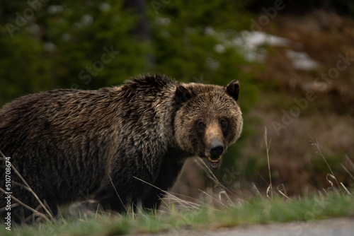 grizzly mom crossing the street