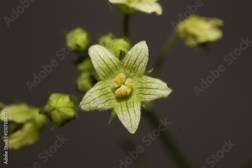 Yellow star flower blossoming close up botanical background Bryonia alba family cucurbitaceae big size high quality prints