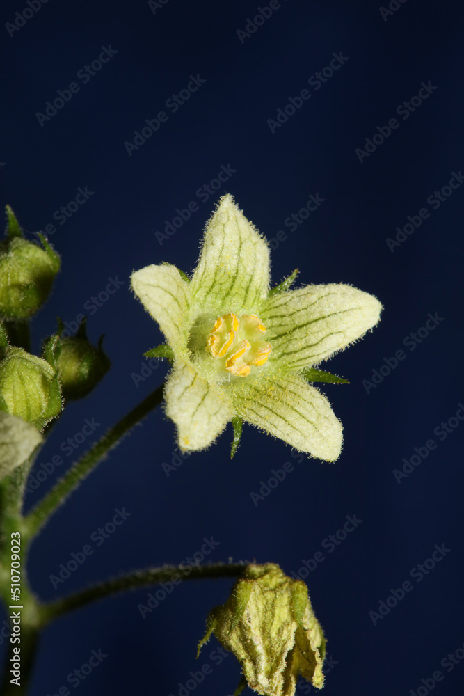 Yellow star flower blossoming close up botanical background Bryonia alba family cucurbitaceae big size high quality prints Yellow star flower blossoming close up botanical background Bryonia alba family cucurbitaceae big size high quality prints